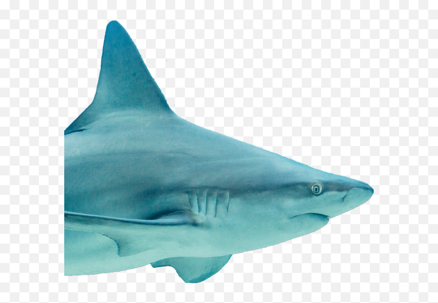Jansen Shark Our Worldwide Innovation For Your Advantage - Tiger Shark Png,Shark Png
