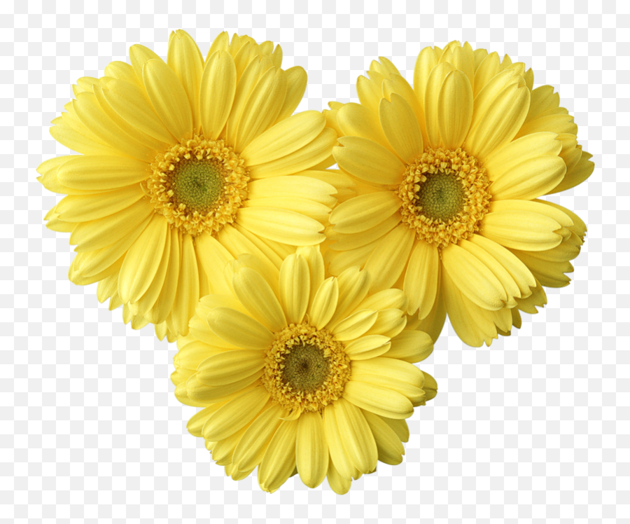 Yellow Daisy Transparent Png Clipart - Yellow Daisies Png,Daisy Png