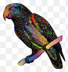 Openclipart - Clipping Culture Purple Parrot Drawing png