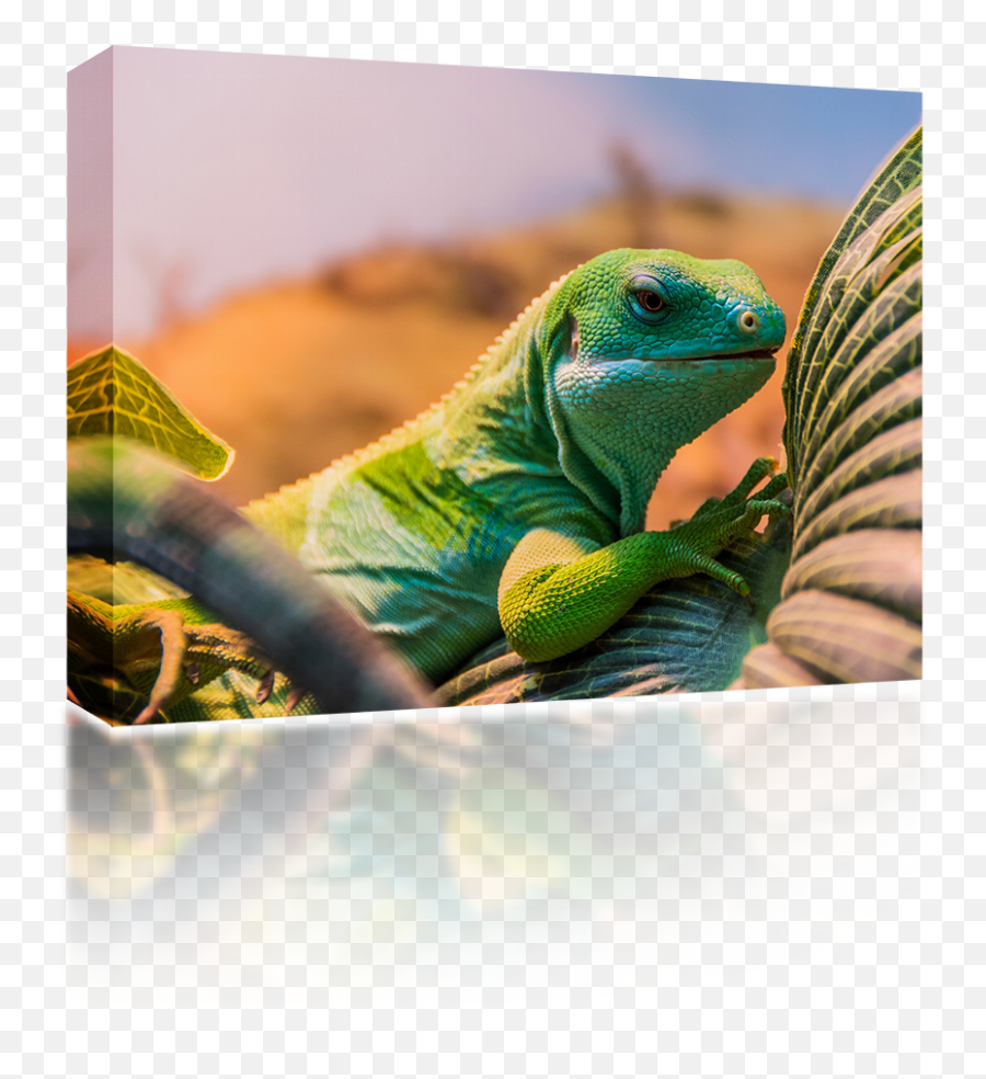 Download Hd Banded Iguana - Fiji Banded Iguana Transparent Common Iguanas Png,Iguana Png