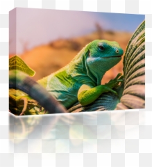 Download Hd Banded Iguana - Fiji Banded Iguana Transparent Common Iguanas Png,Iguana Png