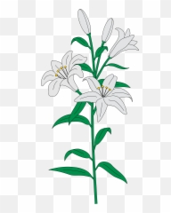 Filelilies - Heraldrysvg Wikimedia Commons Lily Svg File Png,Lilies Png