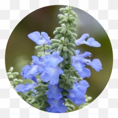 Download Monkshood Drawing Blue Png Sage