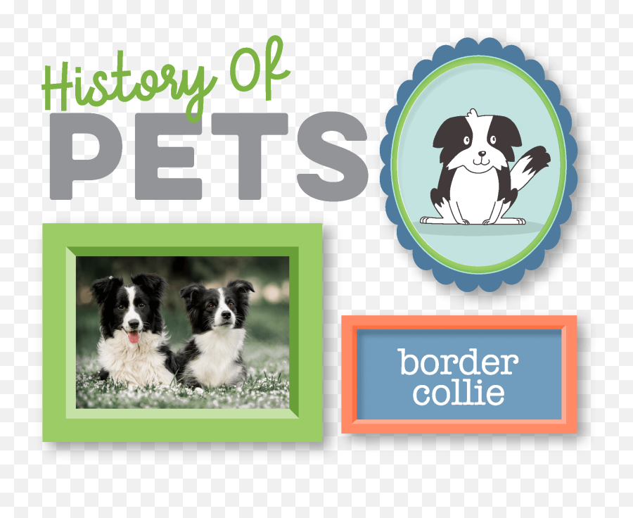An Error Occurred - Border Collie Highresolution Png Love You More Than,Border Collie Png