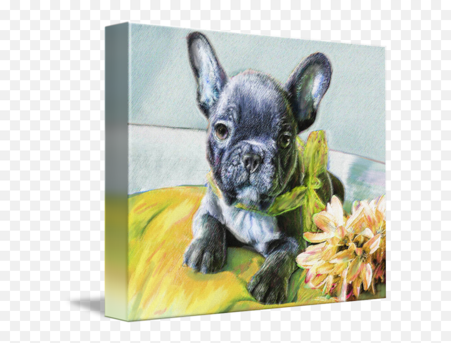 Gabriel A French Bulldog Puppy By Jane Schnetlage - French Bulldog Png,Gabe The Dog Png