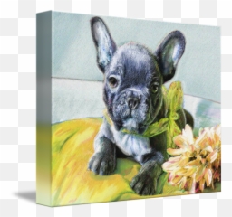 Gabriel A French Bulldog Puppy By Jane Schnetlage - French Bulldog Png,Gabe The Dog Png