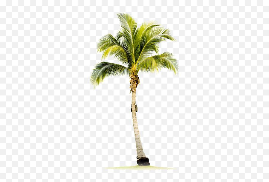 Palm Tree Download Transparent Png Image Arts - Palm Tree Stock Photo Single Coconut Tree Hd,Palmtree Png