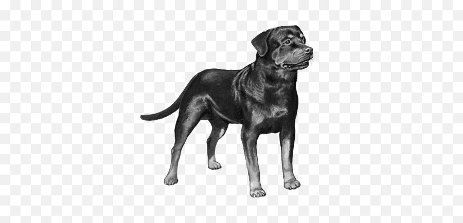 Origin Of Rottweiler Dogs Png