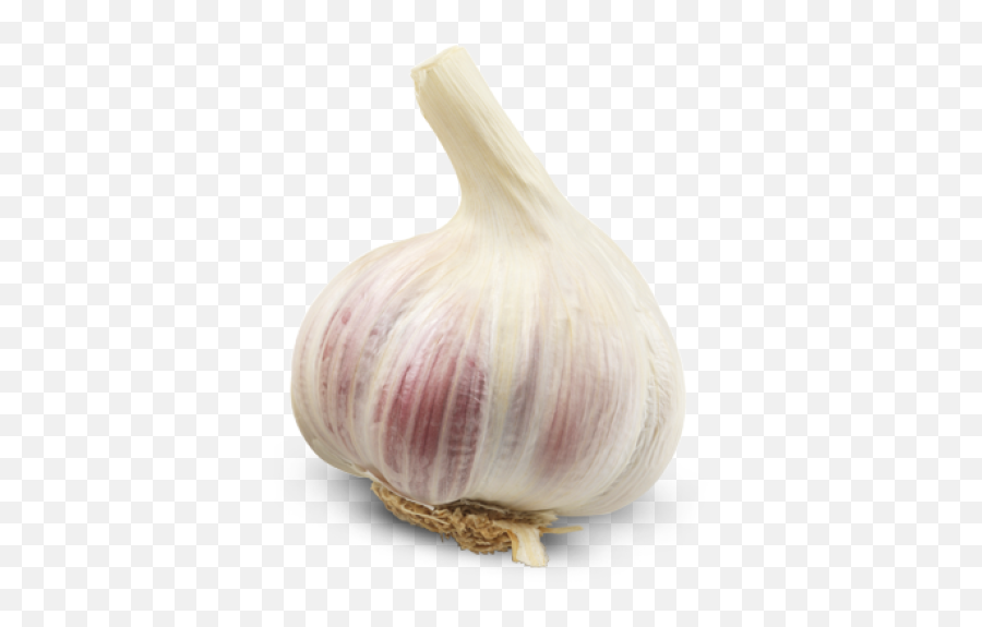 Png Background - Head Of Garlic Png,Garlic Transparent Background