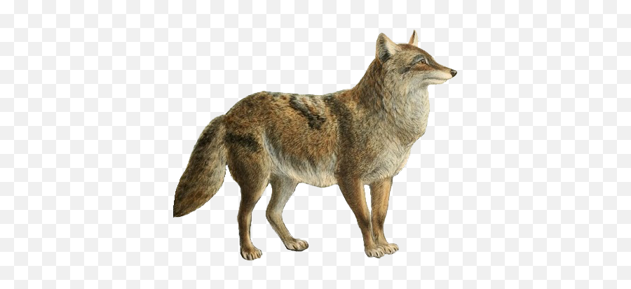 Dogs Jackals Wolves And Foxes - Coyote Transparent Background Png,Jackal Png