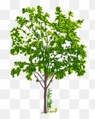 Tree Branch Computer Icons Crown Plants - Png Bw