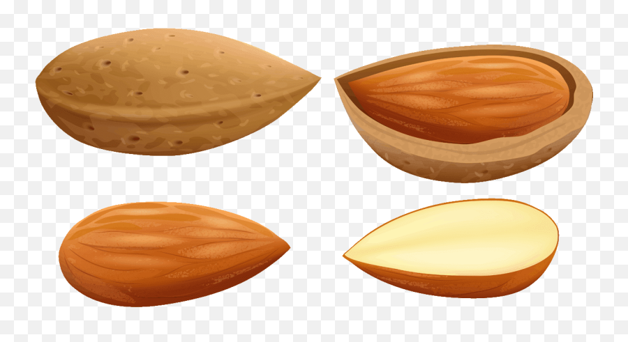 Nuts Clipart Almond - Almond Clipart Png,Almond Png
