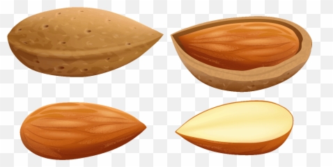 Nuts Clipart Almond - Almond Clipart Png,Almond Png
