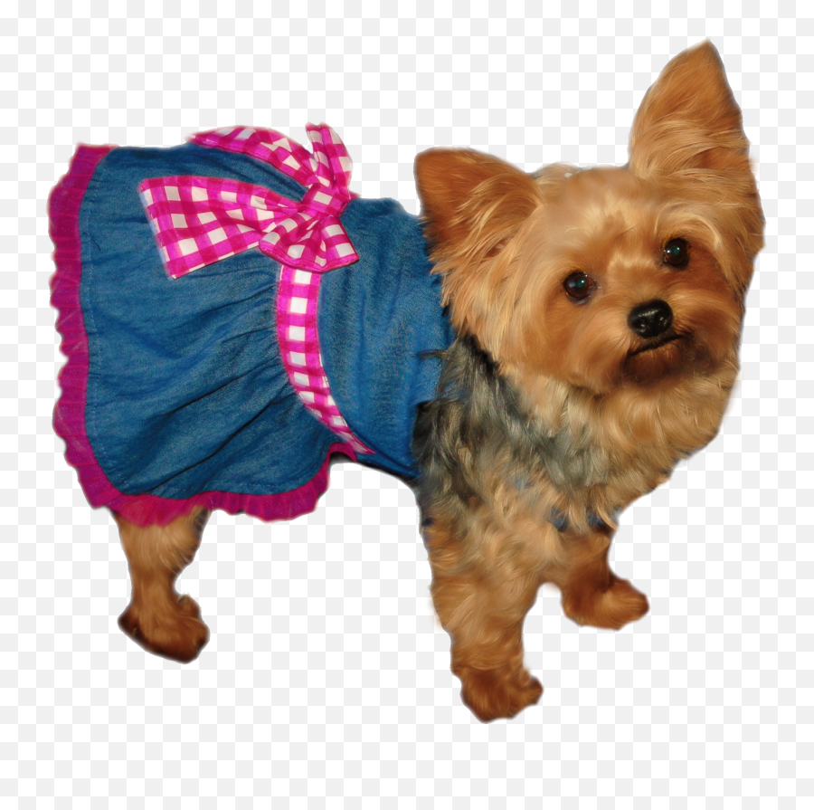 Yorkie Transparent Png