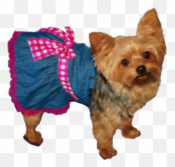 Yorkie Transparent Png