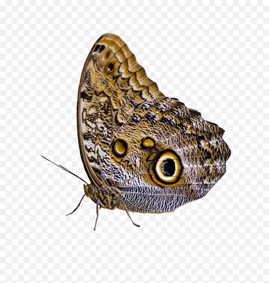 Butterfly Png Image - Purepng Free Transparent Cc0 Png Butterflies,Butterflies Transparent