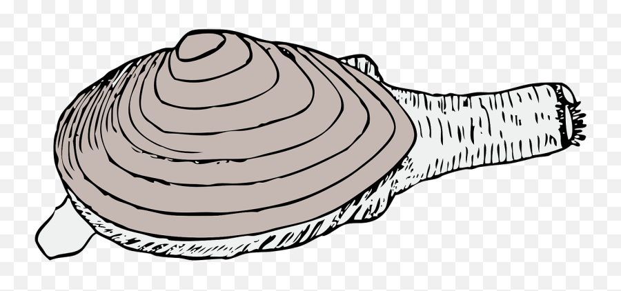 Clam Living Shell - Tazor Clam Clipart Png,Clam Png