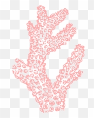 Download Coral Reef Colouring Pages - Pink Clipart Transparent png