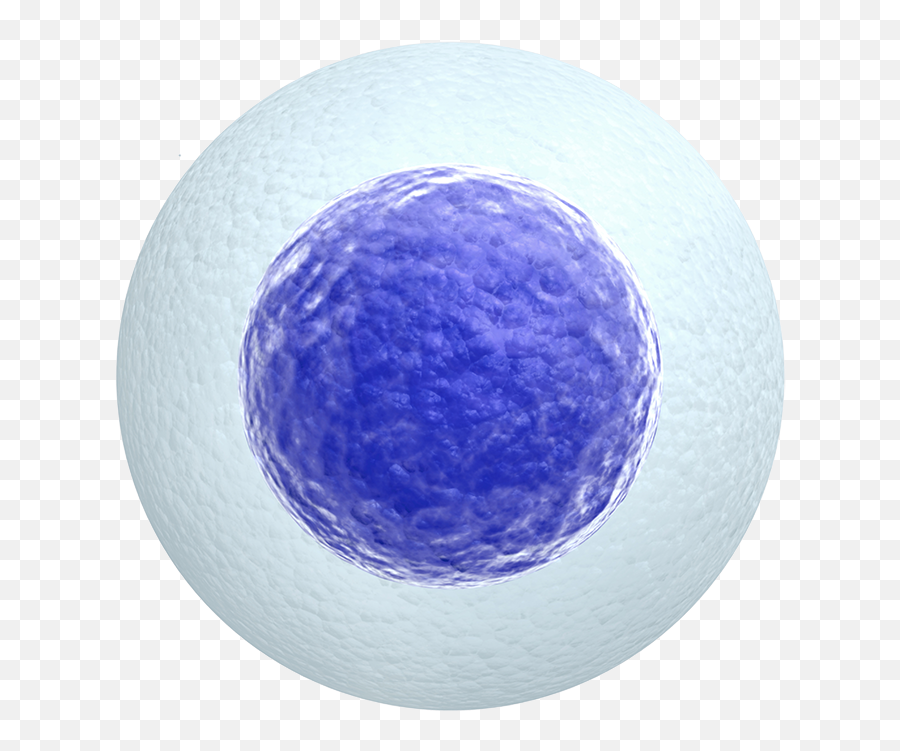 Oasis Diagnostics Corporation - Human Cell Transparent Egg Cell White Background Png,Human Transparent Background
