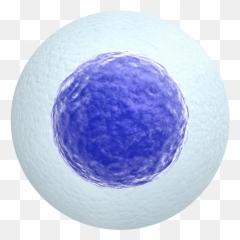 Oasis Diagnostics Corporation - Human Cell Transparent Egg White Background png