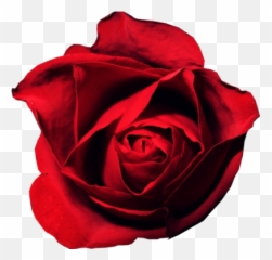 Free Red Rose Psd Vector Graphic - VectorHQcom Roses Psd png
