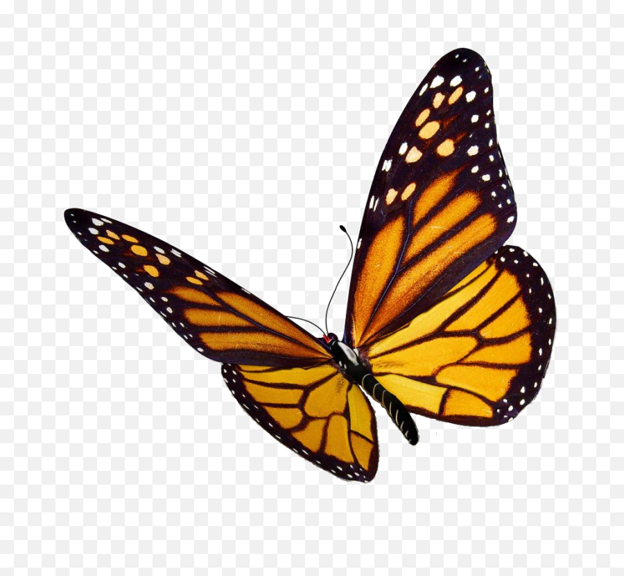 Download Monarch Butterfly Clipart - Monarch Butterfly Transparent Background Png,Butterfly Transparent