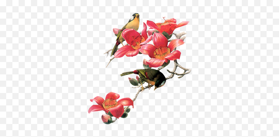 Index Of Userstbalzebirdpng - Red Flower Red And Bird Gif,Phoenix Bird Png