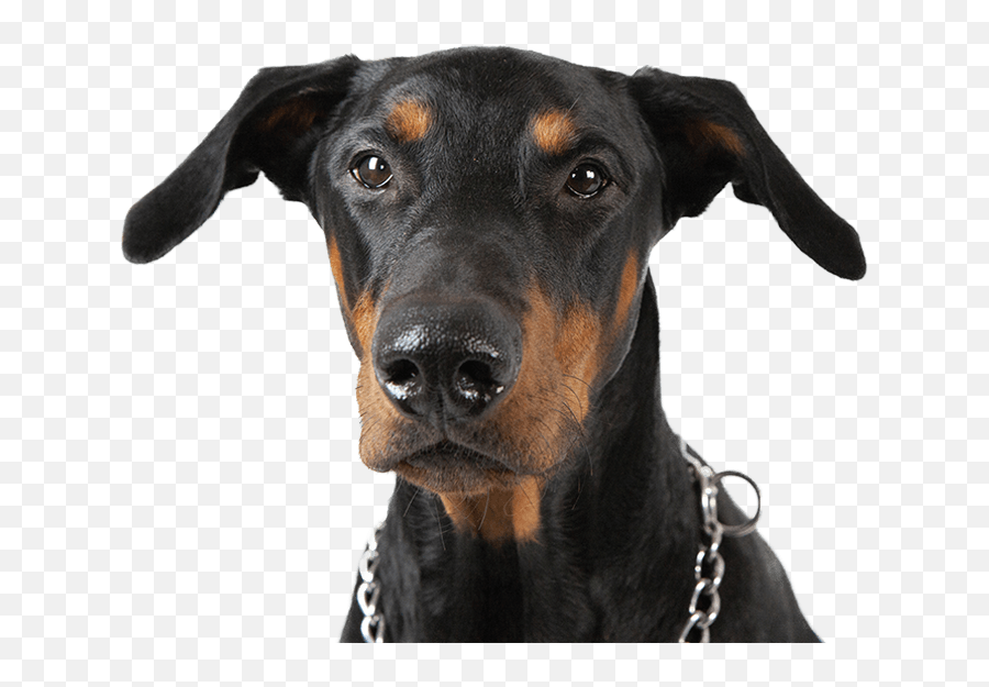 Pet Vaccinations Walnut Creek Animal Care Hospital Of - Martingale Png,Doberman Icon