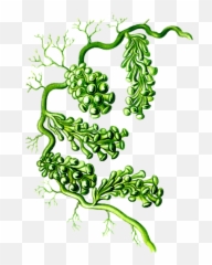 Alga Algae Marine - Caulerpa Racemosa Png,Algae Png