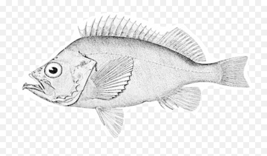 Bluegill Drawing Ocean Fish - Actinopterygii Ray Finned Fish Png,Ocean Fish Png