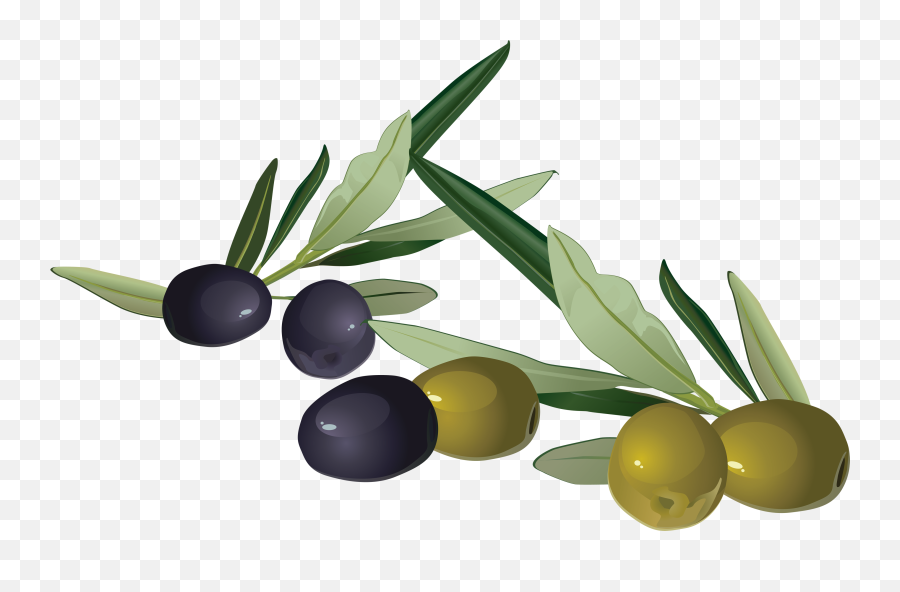 Olive Png - Olives Clipart Png,Olive Png
