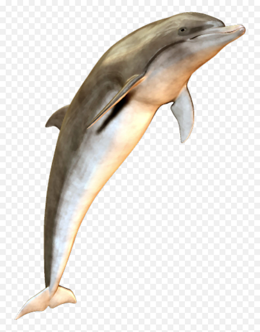 Dolphin Png Transparent Clipart - Jumping Dolphin Png,Dolphin Clipart Png