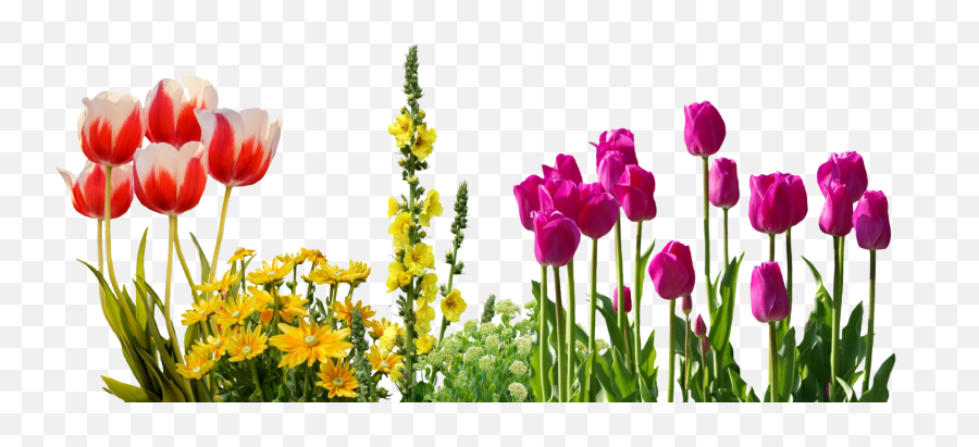 Png Tulips Spring Flowers Flower Bed - Real Spring Flowers Png,Flower Bed Png