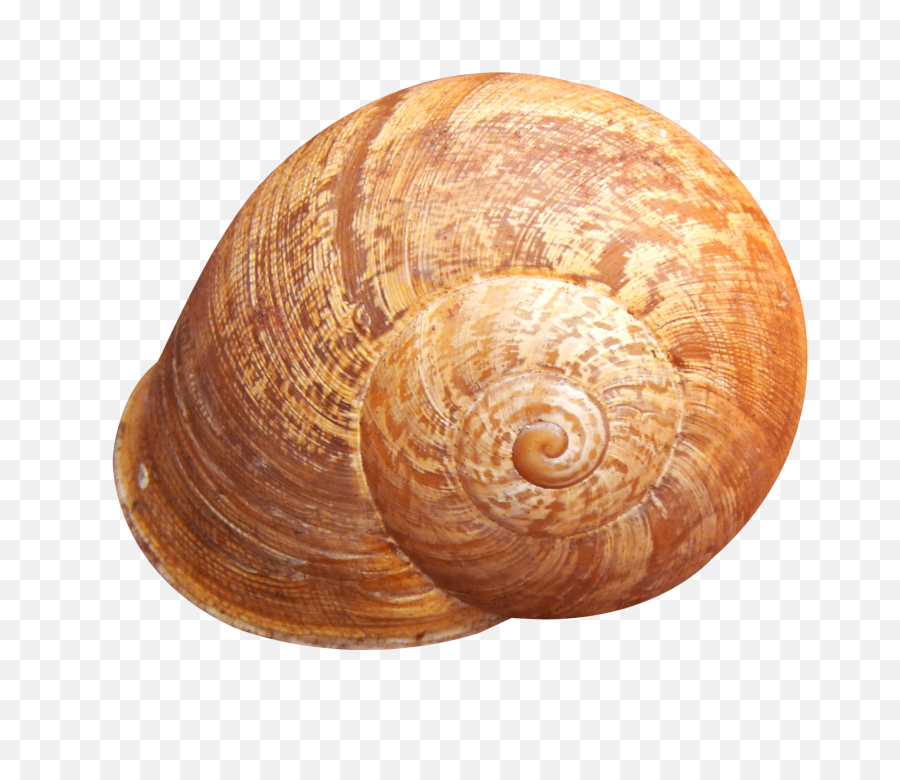 Shell Png Image - Shell Png,Shell Png