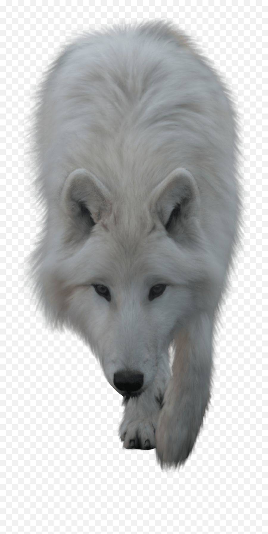 Wolves Png 6 Image - White Wolf Transparent Background,Wolves Png