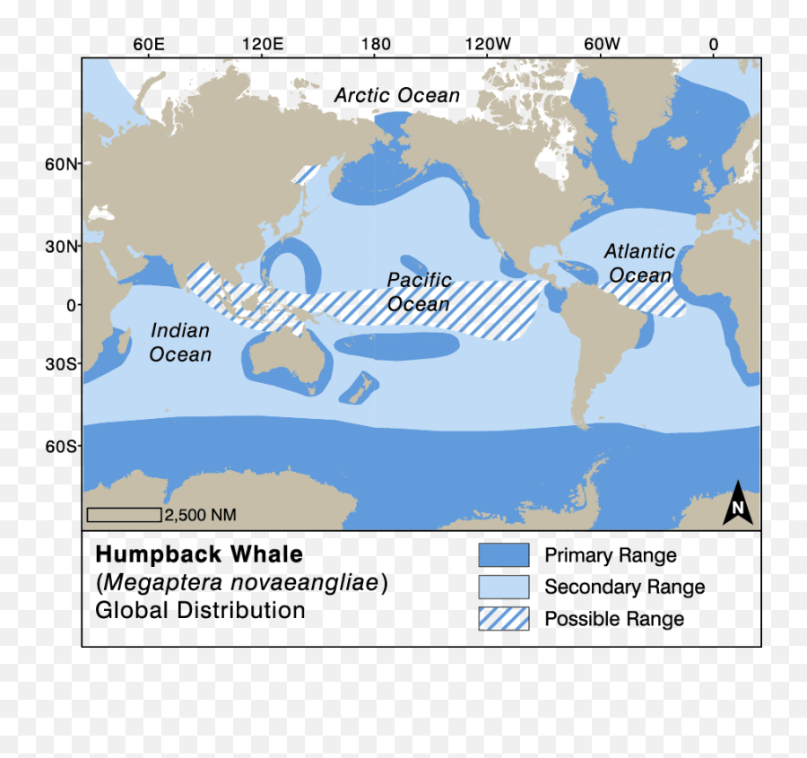 Humpback Whale Watching Handbook - World Blue Whale Map Png,Humpback Whale Png