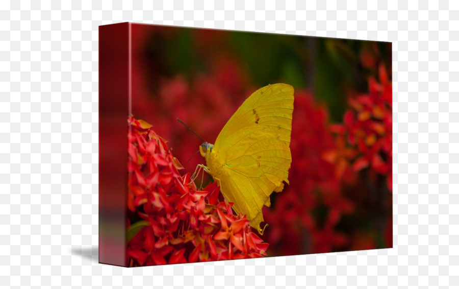 Yellow Butterfly - Gonepteryx Rhamni Png,Yellow Butterfly Png