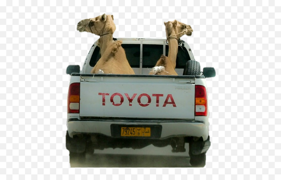 Camel Challenge Camelsticker - Toyota Hilux Png,Camel Transparent