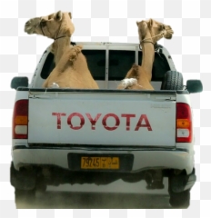 Camel Challenge Camelsticker - Toyota Hilux Png,Camel Transparent