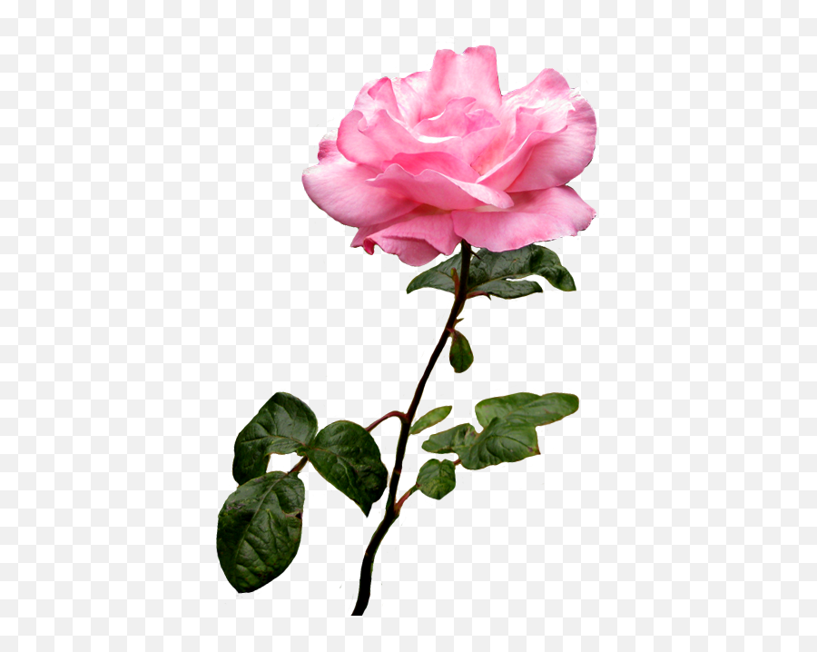 Beautiful Free Rose Clipart - Pink Rose Clip Art Png,Pink Roses Png