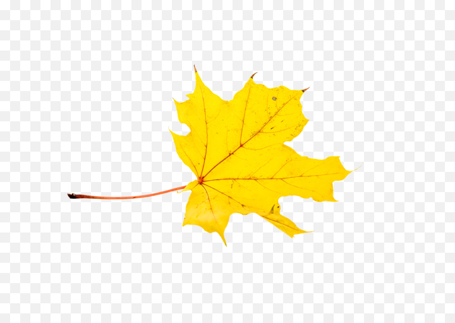 Autumn Yellow Leaf Png - Transparent Fall Maple Leaves Need To Vent To Someone Quotes,Fall Png Images