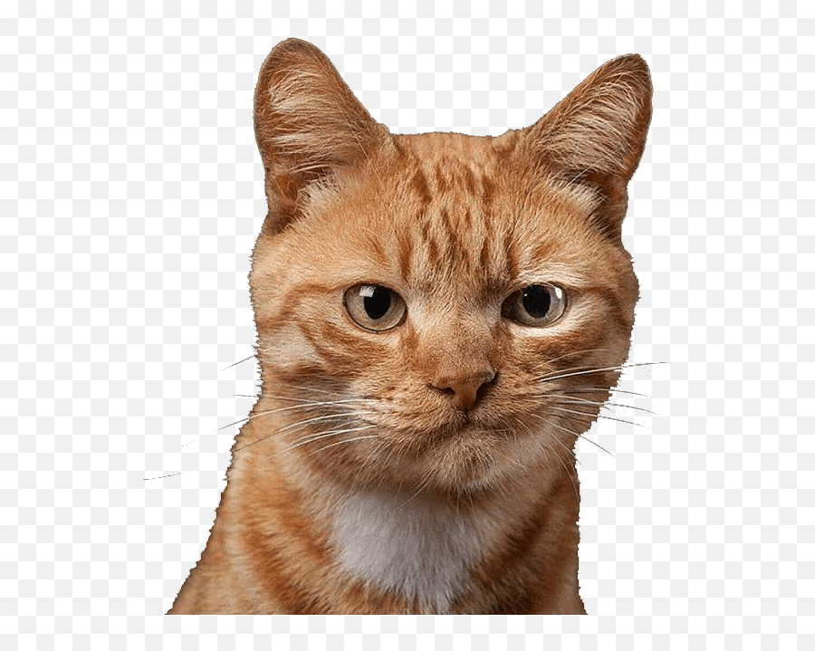 Download Cat Not Impressed Face Hd Png - Uokplrs Animal Cat Images Png,Angry Cat Png