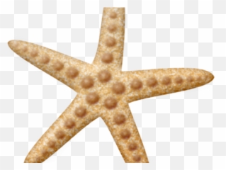 Starfish Clipart Png - Starfish Clipart,Starfish Clipart Transparent Background