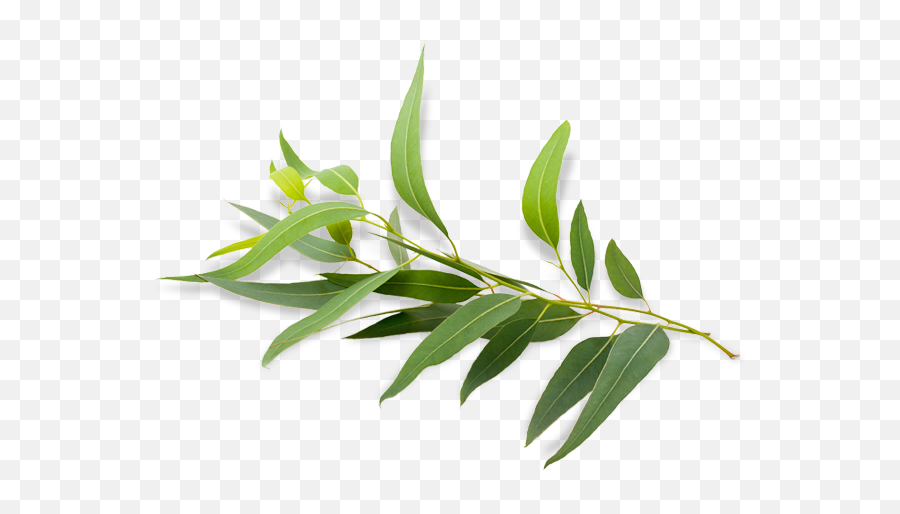Eucalyptus Radiata - Eucalyptus Radiata Young Living Plant Png,Eucalyptus Png