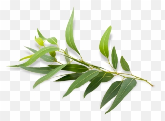 Eucalyptus Radiata - Eucalyptus Radiata Young Living Plant Png,Eucalyptus Png
