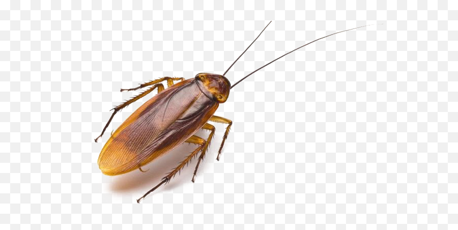 American Cockroach Png Image Background - Creepy Cocroach,Cockroach Png