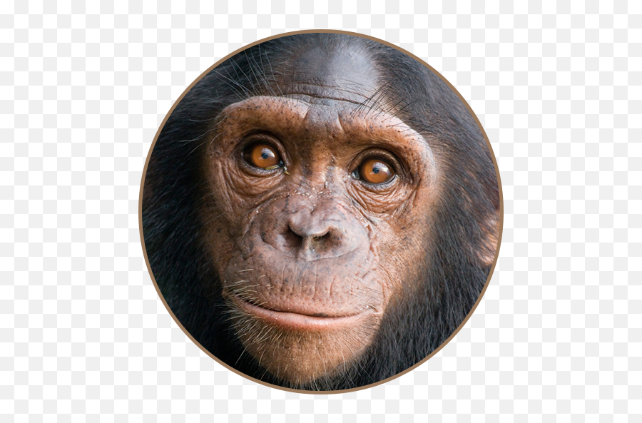 Chimpanzee Sounds - Apps On Google Play Chimpanzee Bonobo Distribution Map Png,Chimpanzee Png
