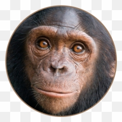 Chimpanzee Sounds - Apps On Google Play Chimpanzee Bonobo Distribution Map Png,Chimpanzee Png
