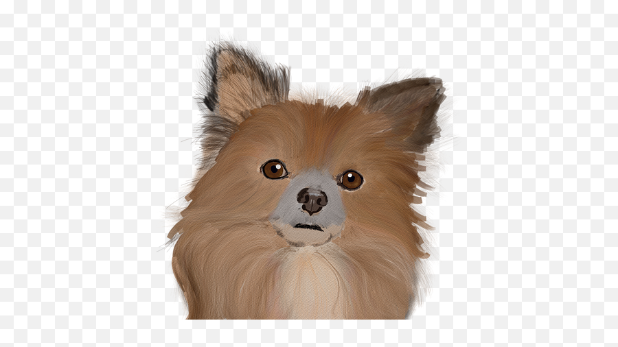 Dog Cute Animal - Free Image On Pixabay Northern Breed Group Png,Pomeranian Png