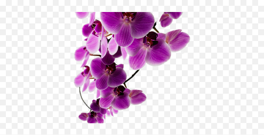 Download Background Purple Flower - Background Purple Purple Flowers Png Transparent,Purple Flowers Png